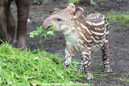 Hagenbeck 15052012 014