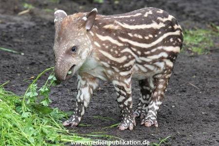 Hagenbeck 15052012 015