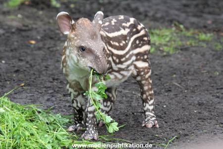Hagenbeck 15052012 016