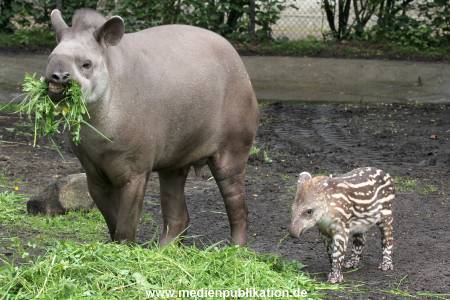 Hagenbeck 15052012 018