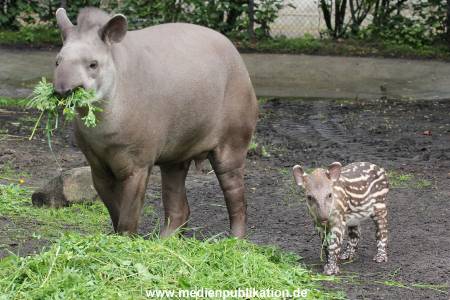 Hagenbeck 15052012 019