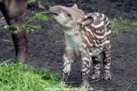 Hagenbeck 15052012 021