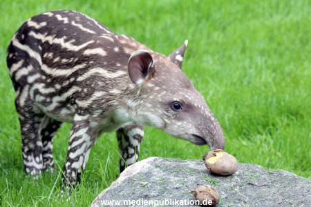Hagenbeck 15052012 022