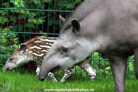 Hagenbeck 15052012 023