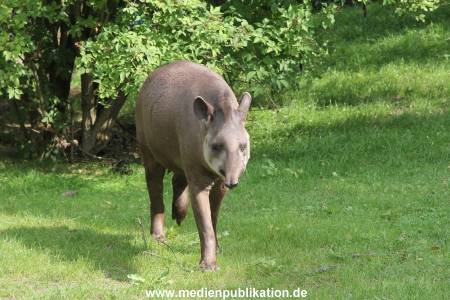 Hagenbeck 25072013 001