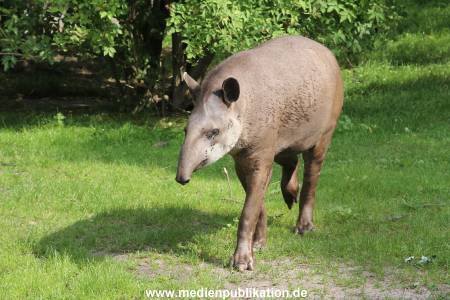 Hagenbeck 25072013 002