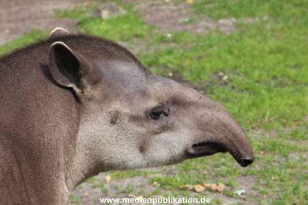 Hagenbeck 25072013 003