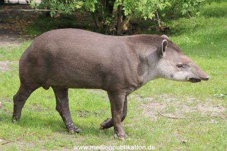Hagenbeck 25072013 004