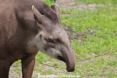 Hagenbeck 25072013 005
