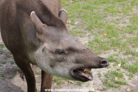 Hagenbeck 25072013 006