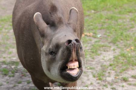 Hagenbeck 25072013 007