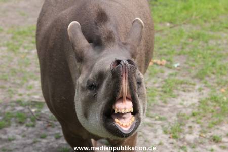 Hagenbeck 25072013 008