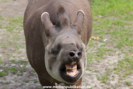 Hagenbeck 25072013 009