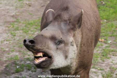 Hagenbeck 25072013 010