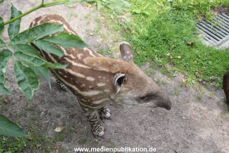 Hagenbeck 25072013 038
