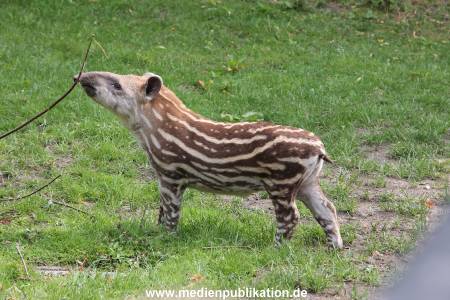 Hagenbeck 25072013 045