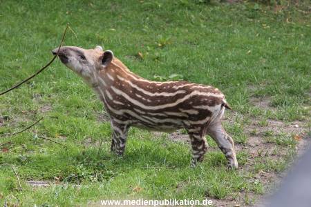 Hagenbeck 25072013 046