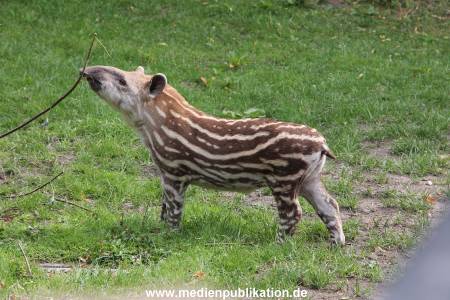 Hagenbeck 25072013 047