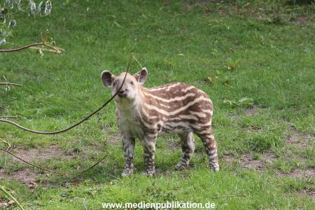 Hagenbeck 25072013 059