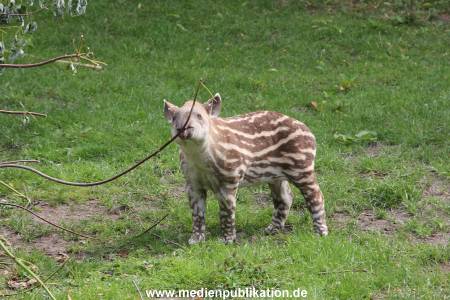 Hagenbeck 25072013 060