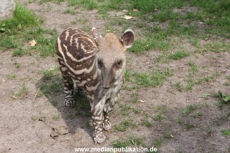 Hagenbeck 25072013 061