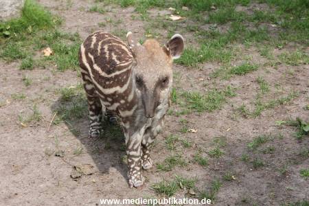 Hagenbeck 25072013 062
