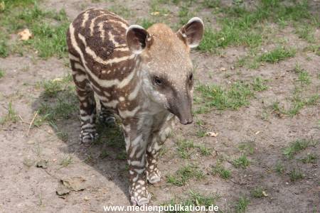 Hagenbeck 25072013 063