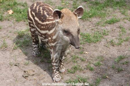 Hagenbeck 25072013 064