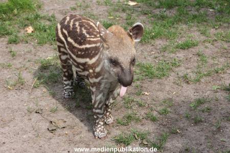Hagenbeck 25072013 065