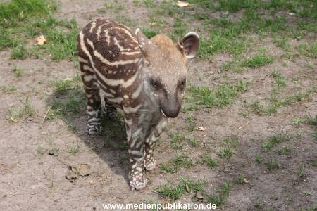 Hagenbeck 25072013 066