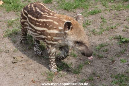 Hagenbeck 25072013 067
