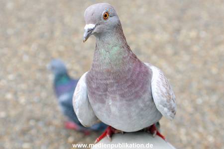 London 2004 296