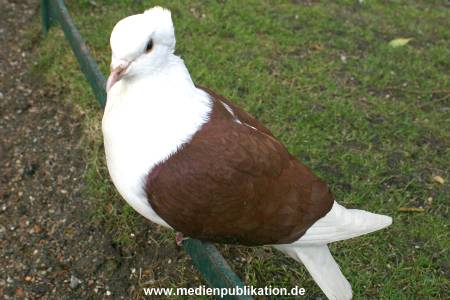hagenbeck 03 04 007