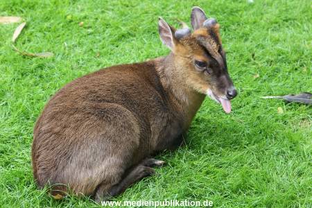 Hagenbeck 06062013 049