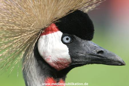 Hagenbeck 10072005 001