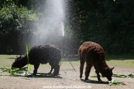 Hagenbeck 15072010 038