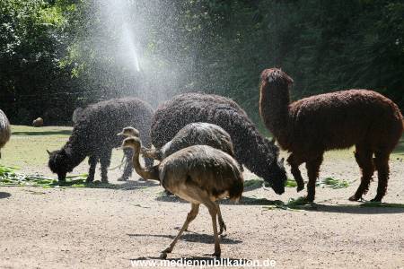 Hagenbeck 15072010 039