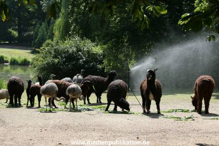 Hagenbeck 15072010 040