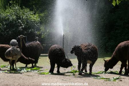Hagenbeck 15072010 042