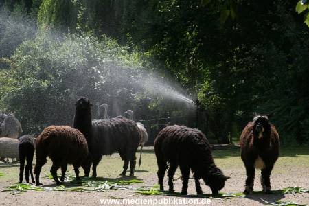 Hagenbeck 15072010 043