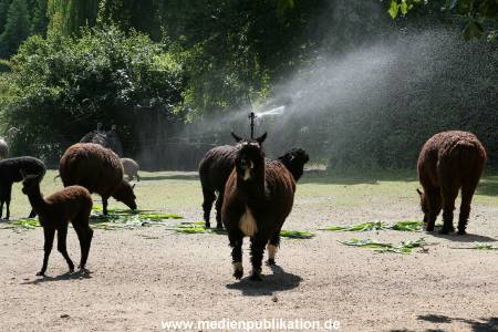Hagenbeck 15072010 045