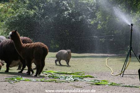 Hagenbeck 15072010 046