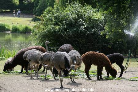 Hagenbeck 15072010 047