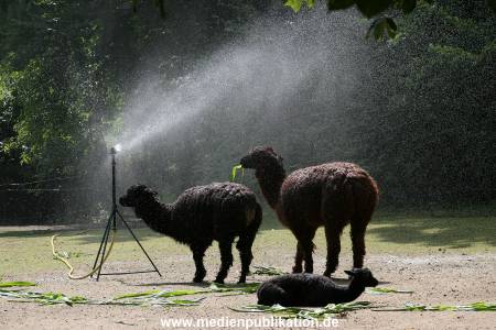 Hagenbeck 15072010 048
