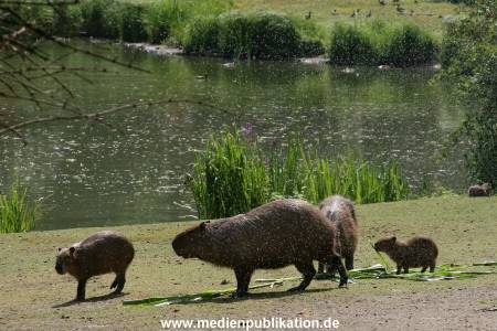 Hagenbeck 15072010 050