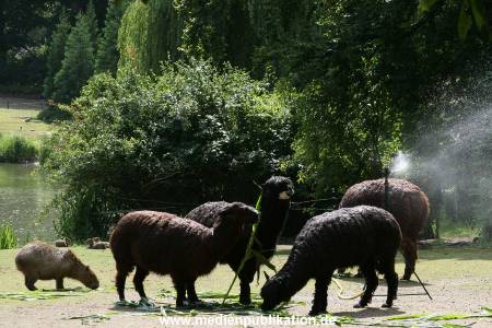Hagenbeck 15072010 051