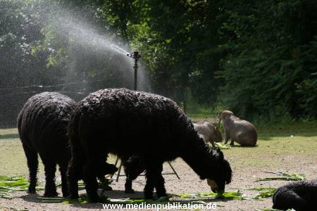 Hagenbeck 15072010 052