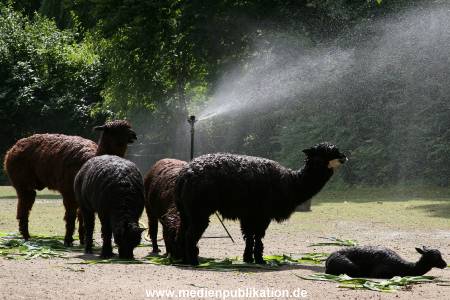 Hagenbeck 15072010 053