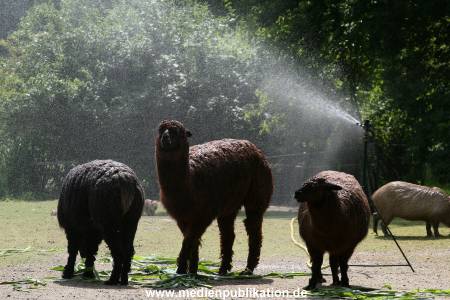 Hagenbeck 15072010 054