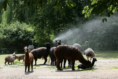Hagenbeck 15072010 057